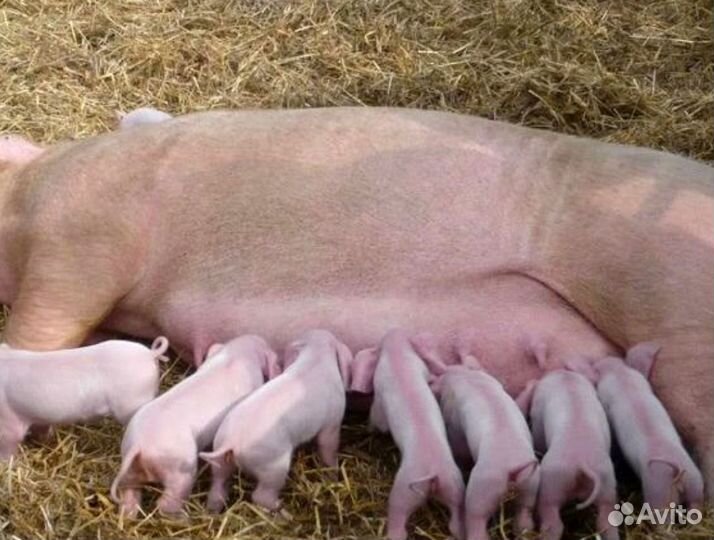 Семя хряка. Большой выбор