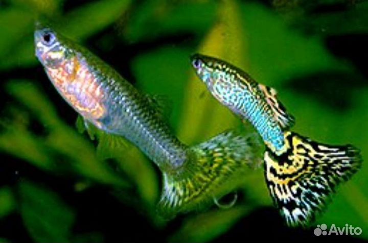 Рыба Гуппи в ассортименте