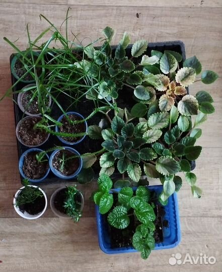 Комнатные цветы разные