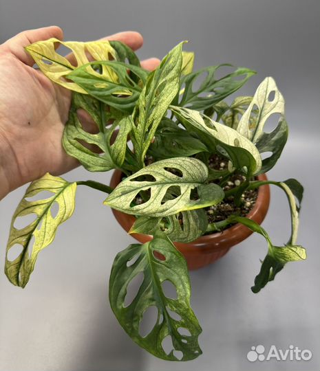 Монстера адансона вариегатная