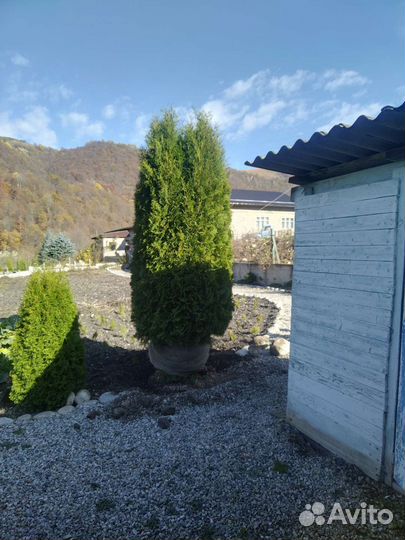 Для дачи и сада, туи, елки, сосны, озеленение