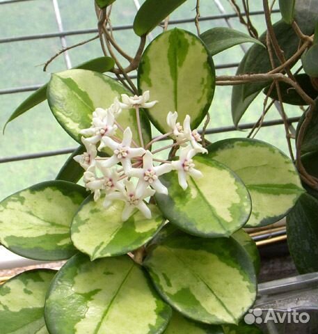 Семена сосны низкорослой коренастой купить в Красноярске, цена 200 руб. Объявлен