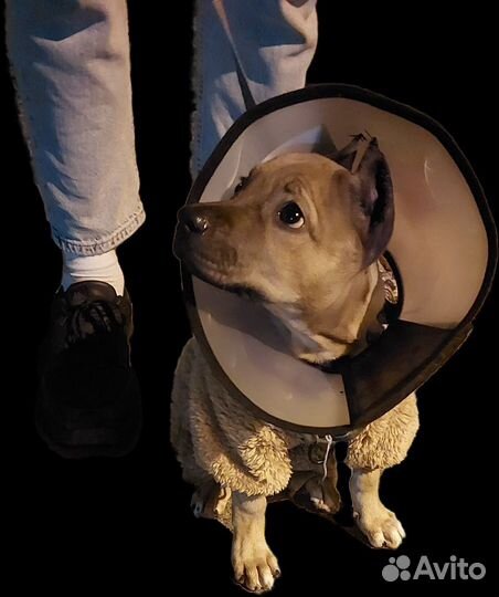 Кофта для щенков или собак мелкой породы