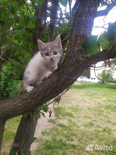 Котята отдам в добрые руки бесплатно