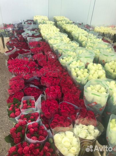 Розы Эквадор, Кения, Голландия. Доставка