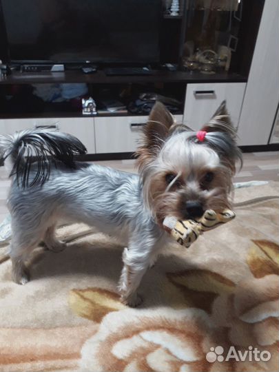 Продажа щенков йорка