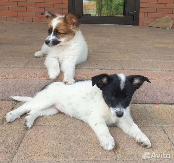 Щенки от маленькой собачки