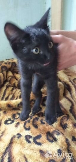 Кошка в дар бесплатно