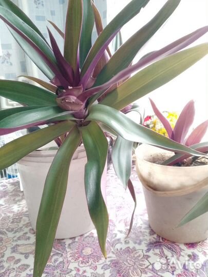 Моисей в корзинке, (традесканция разноцветная)