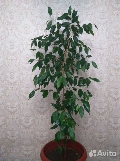 Фикус Бенджамина зелёный