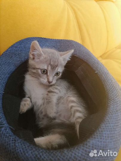 Котёнок девочка в добрые руки