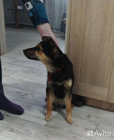 Щенок в добрые руки девочка маленькой породы