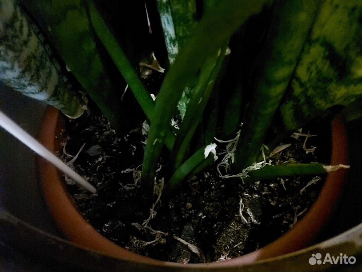 Щучий хвост