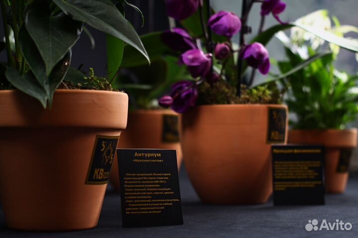 Комнатные цветы цветущие