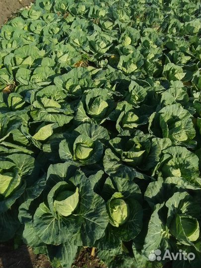 Молодая капуста