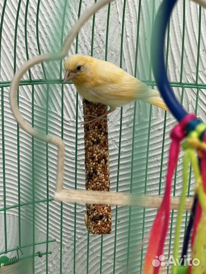 Кенар молодой, учится петь от папы-кенара