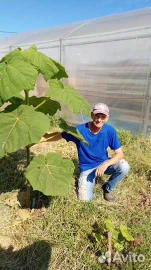 Лучшее дерево для степи, полупустыни и солончаков