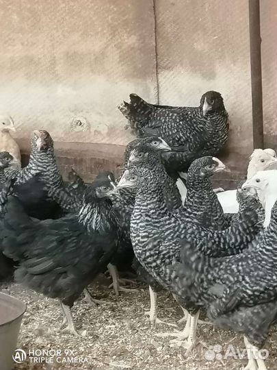 Доминант куры