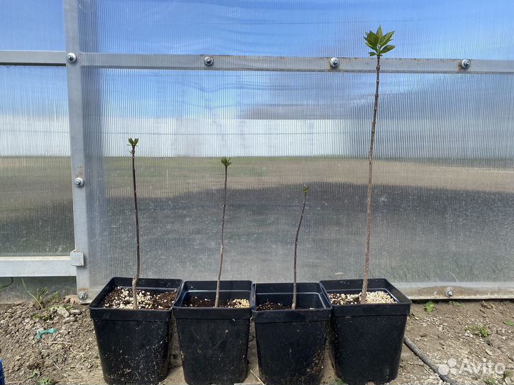 Саженцы катальпы