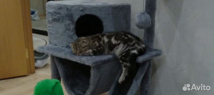 Коты для вязки