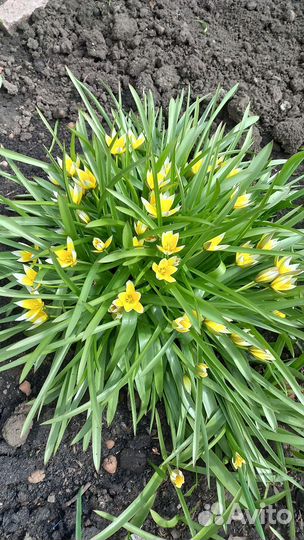 Садовые растения и цветы