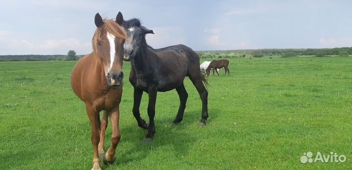 Лошади жеребята