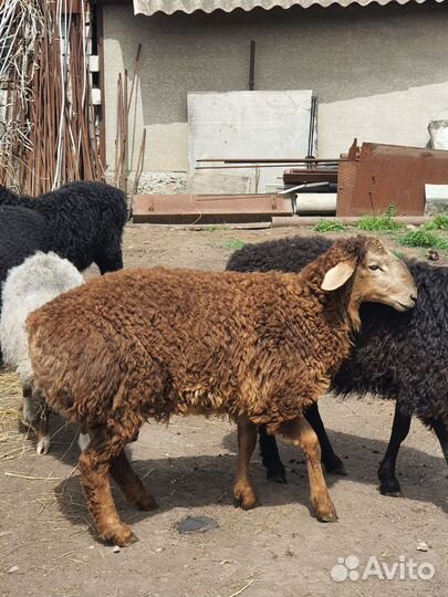 Овцы бараны ягнята