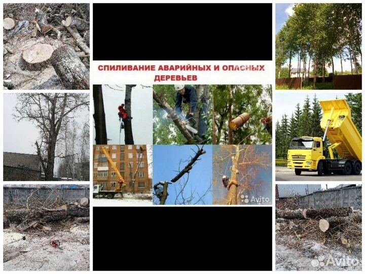 Спил деревьев