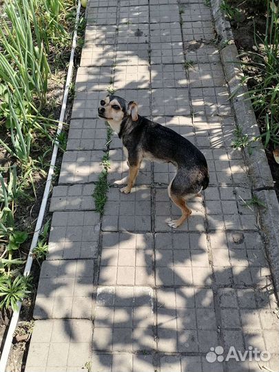 Собака карликовый пинчер