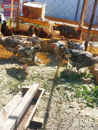 Петухи породистые