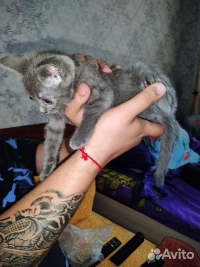 Кошка