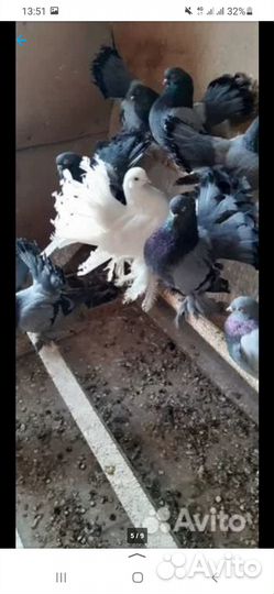 Продам Статных голубей