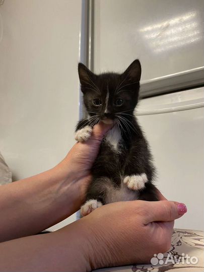 Котята в добрые руки бесплатно