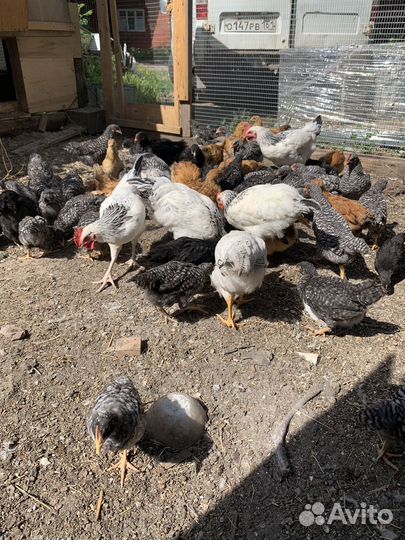 Куры несушки