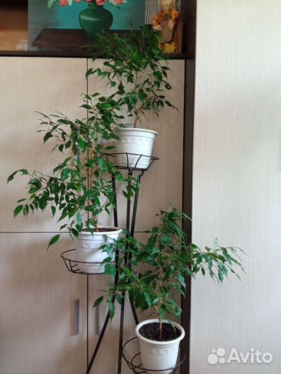 Фикус Бенджамина Грин Кинки