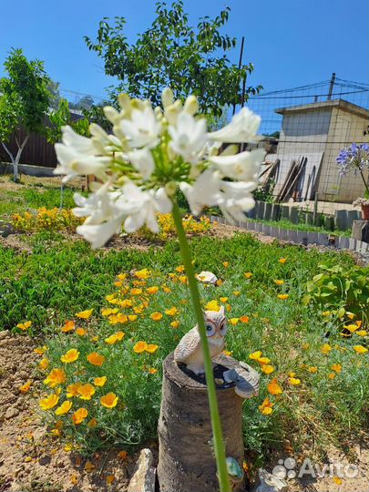 Агапантус белый