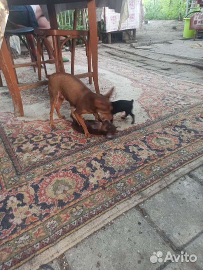 Мини той-терьер