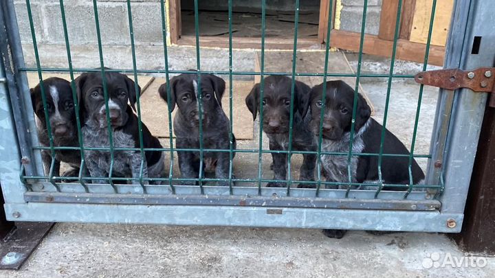 Щенки дратхаара