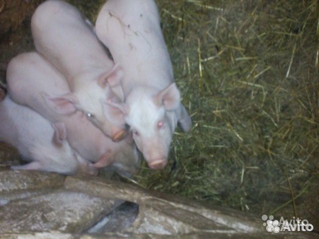 Поросята