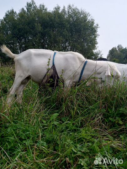 Зааненские дойные козы, козел