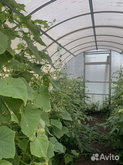 Продаю молодой картофель, морковь, огурцы, кабачки