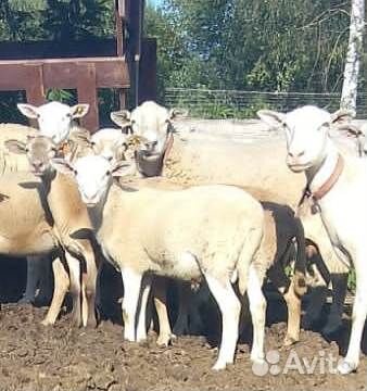 Катумский баран