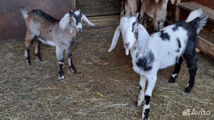 Козлята