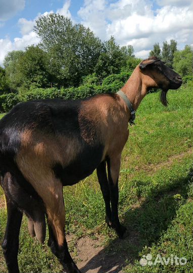 Альпийская козочка