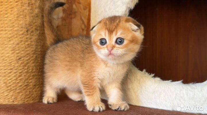 Шотландская золотая шиншилла