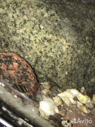 Улитки аквариумные Хелена