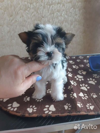 Бивер Вязка