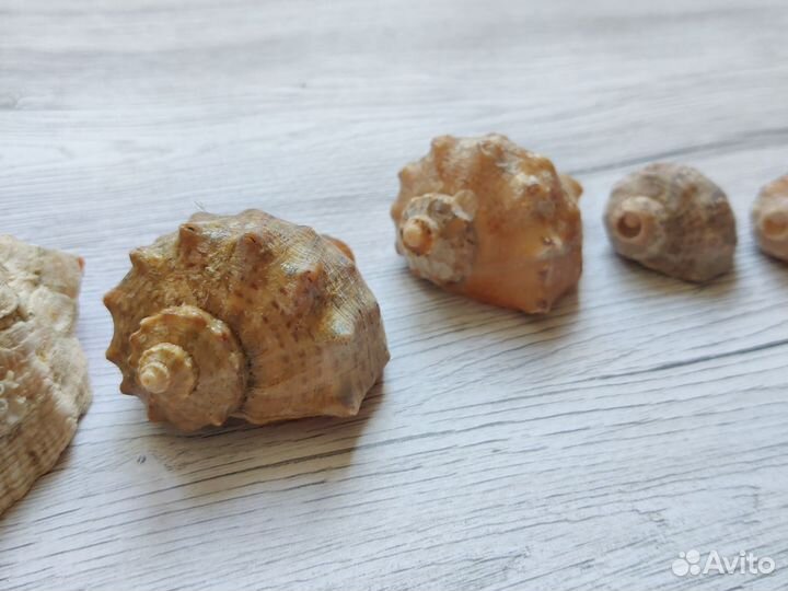 Ракушки морские