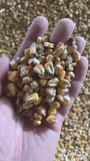 Кукуруза свежий урожай