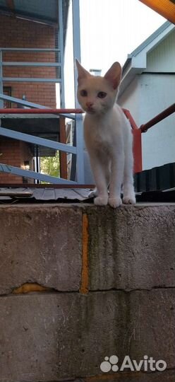 Котёнок белый, мальчик, 5-6 месяцев